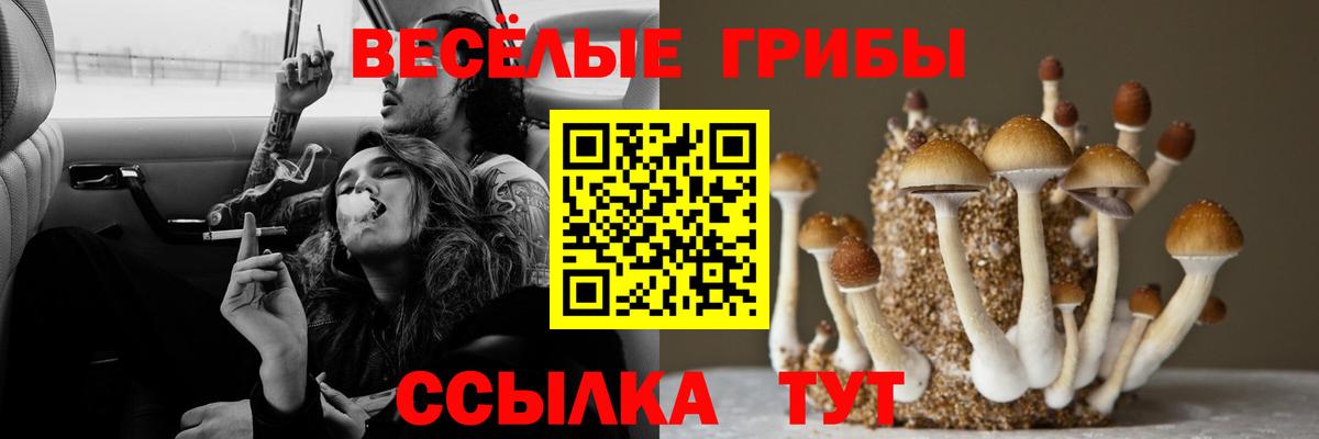 купить закладку  Галлюциногенные грибы Psilocybe  Вход с VPN  Волжск 